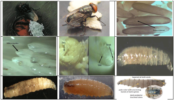 La plaga del gusano barrenador del ganado - Image 10