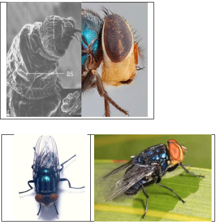 La plaga del gusano barrenador del ganado - Image 10