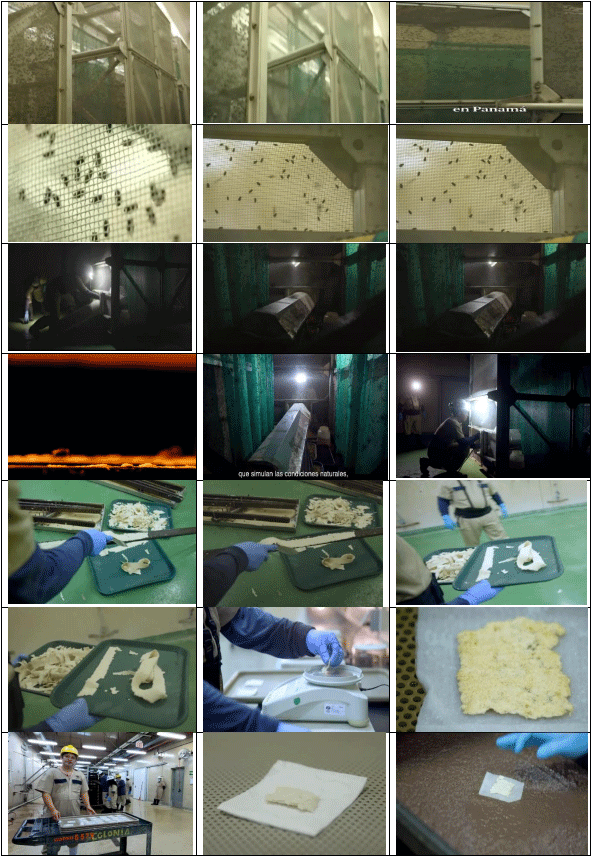 La plaga del gusano barrenador del ganado - Image 24