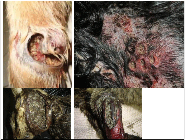 La plaga del gusano barrenador del ganado - Image 15