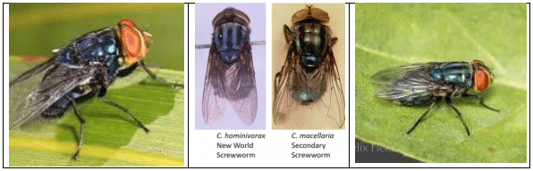 La plaga del gusano barrenador del ganado - Image 9