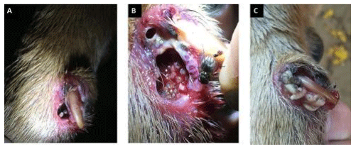 La plaga del gusano barrenador del ganado - Image 17