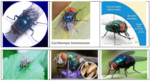 La plaga del gusano barrenador del ganado - Image 23