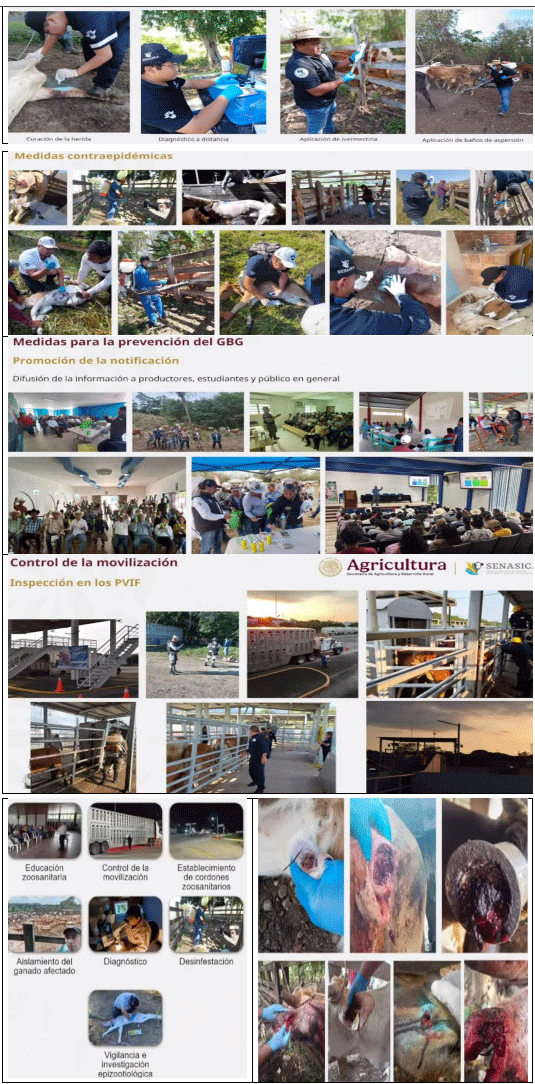 La plaga del gusano barrenador del ganado - Image 12