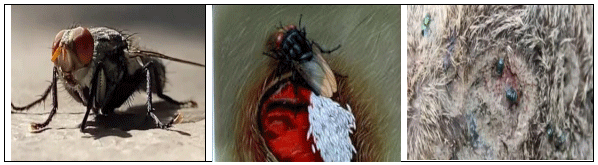 La plaga del gusano barrenador del ganado - Image 3