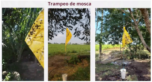 La plaga del gusano barrenador del ganado - Image 2