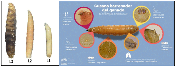 La plaga del gusano barrenador del ganado - Image 21