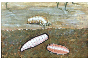 La plaga del gusano barrenador del ganado - Image 3
