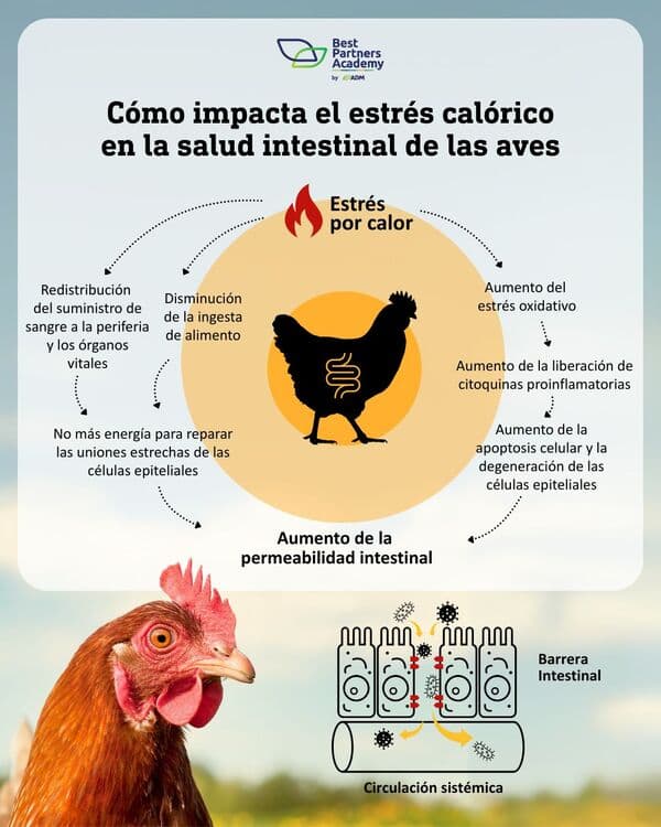 Cómo impacta el estrés calórico en la salud intestinal de las aves - Image 1