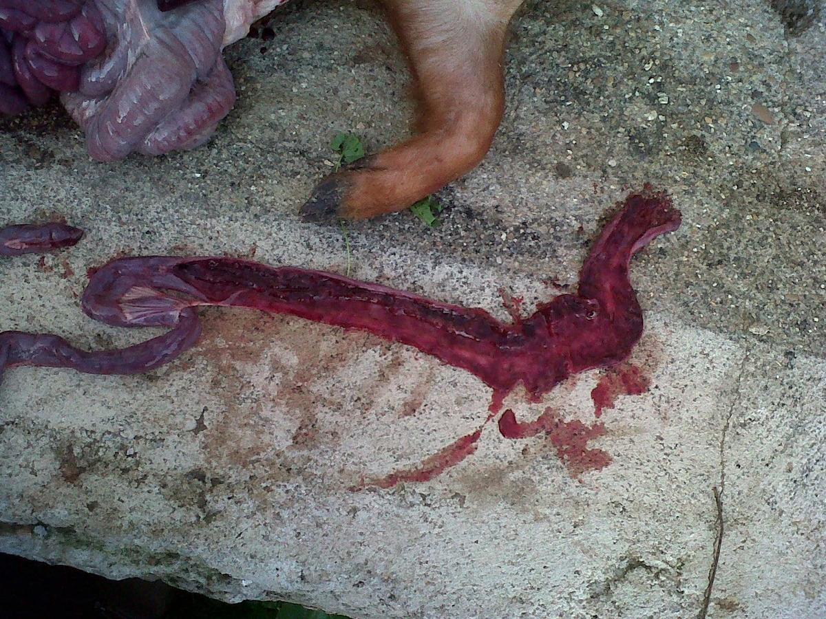 Enterotoxemias. El efecto letal y súbito de las toxinas - Image 15