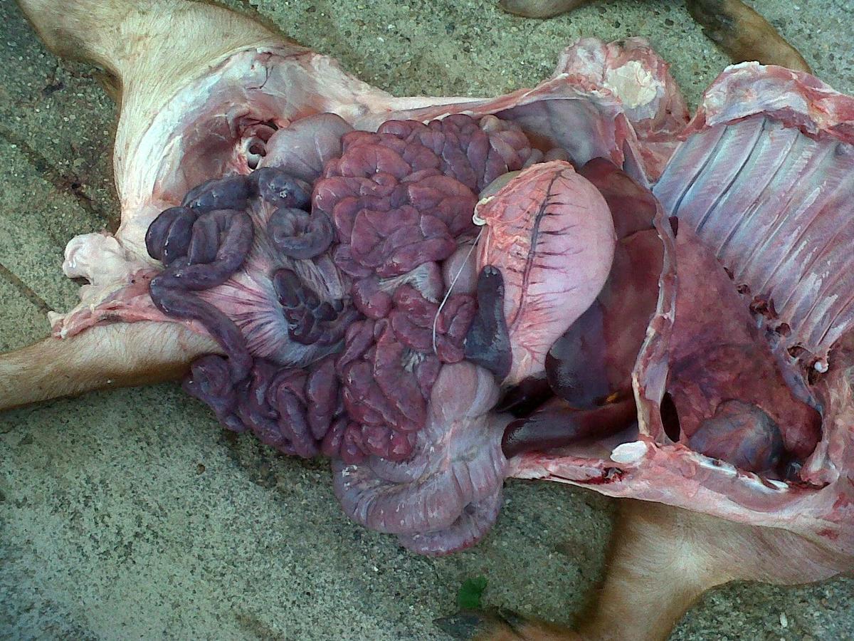 Enterotoxemias. El efecto letal y súbito de las toxinas - Image 13