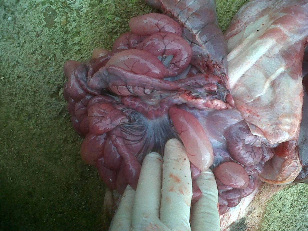 Enterotoxemias. El efecto letal y súbito de las toxinas - Image 21
