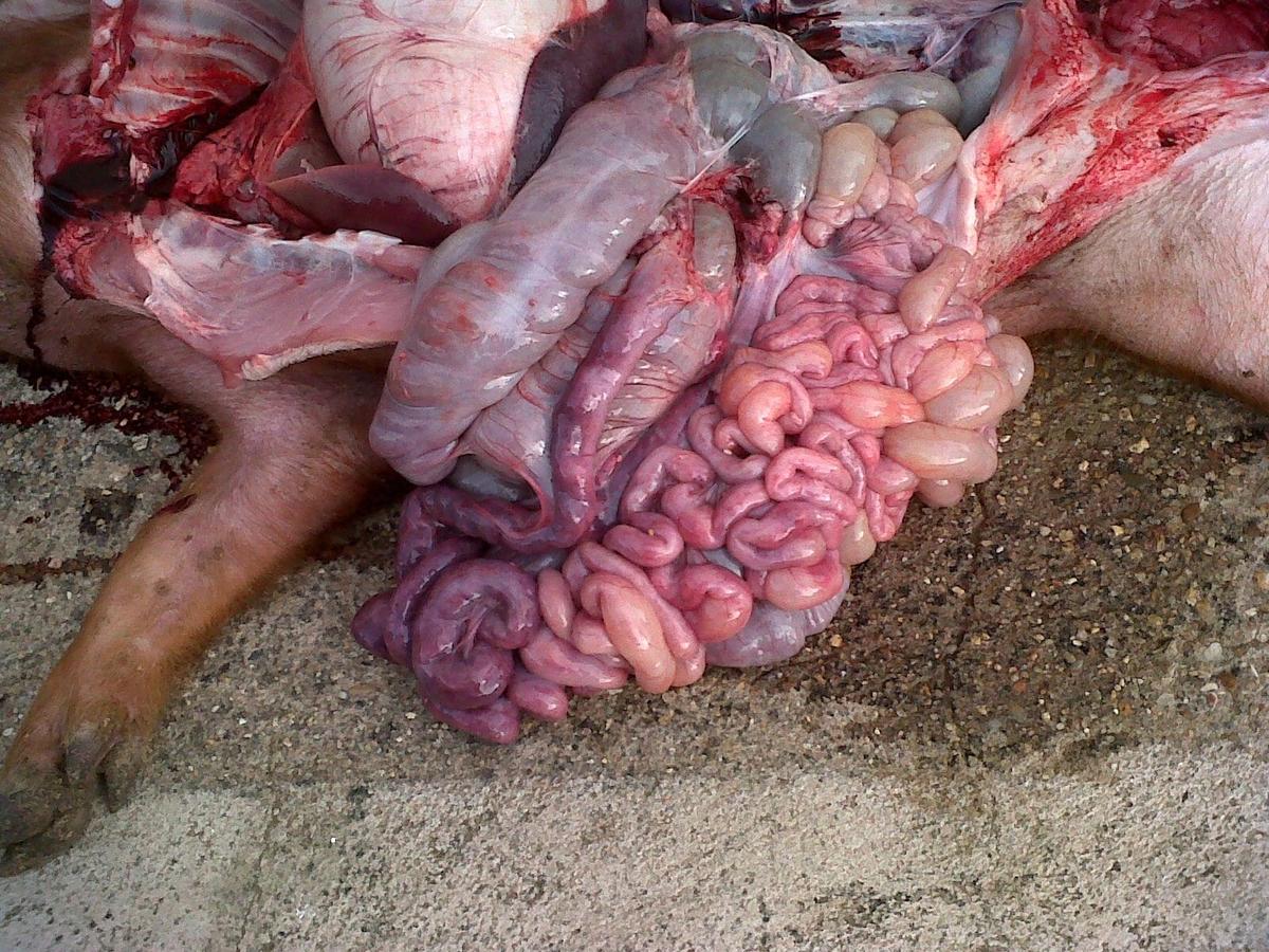 Enterotoxemias. El efecto letal y súbito de las toxinas - Image 9