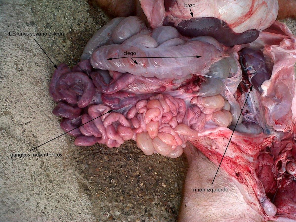 Enterotoxemias. El efecto letal y súbito de las toxinas - Image 11