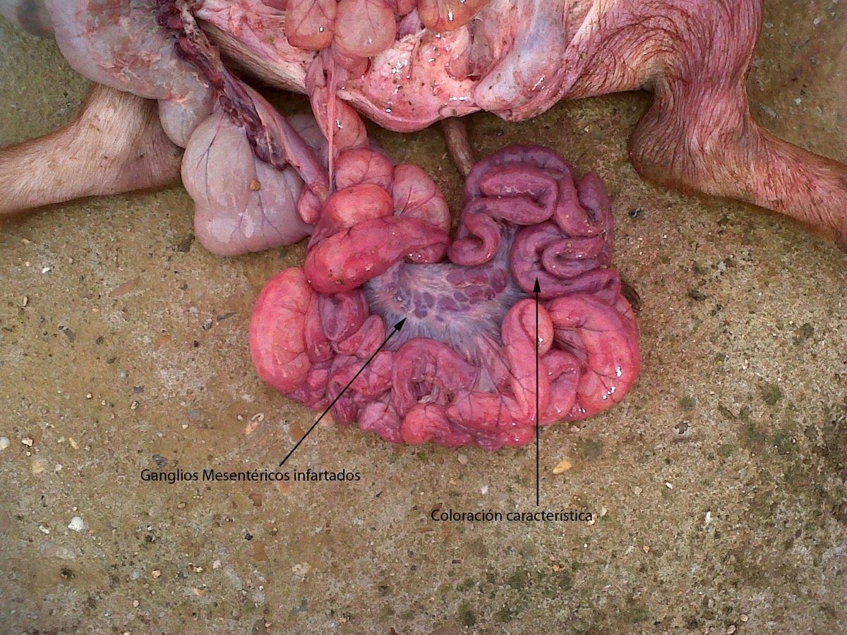 Enterotoxemias. El efecto letal y súbito de las toxinas - Image 5
