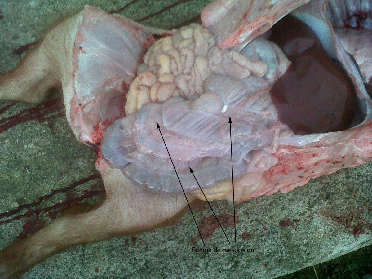 Enterotoxemias. El efecto letal y súbito de las toxinas - Image 23