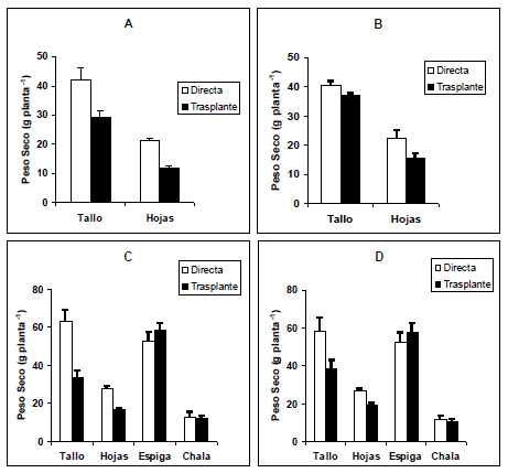 Trasplante vs. Siembra directa en maiz dulce (Zea Mays l.): Producción y utilización de fotoasimilados - Image 8