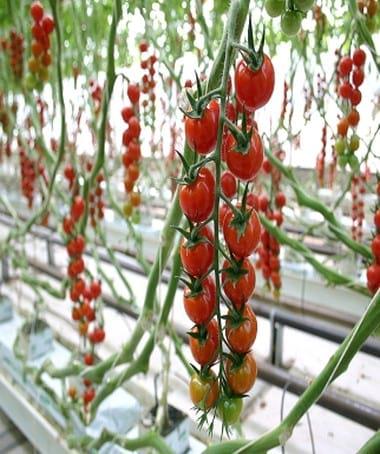 Las sustancias húmicas en la productividad agrícola - Image 2