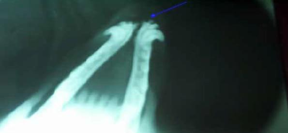 Separación traumática de la sínfisis mandibular en un paciente canino: reporte de un caso - Image 3