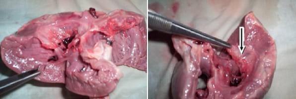 Descripción clínico anatomopatológica de una estenosis pulmonar subvalvular congénita en un canino: reporte de un caso - Image 6