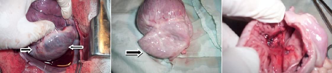 Descripción clínico anatomopatológica de una estenosis pulmonar subvalvular congénita en un canino: reporte de un caso - Image 7