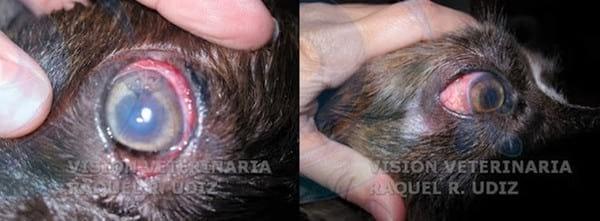 Cirugía del Glaucoma: Gonioimplante - Image 5