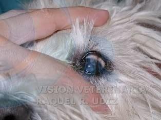 TRASLACIÓN CORNEO CONJUNTIVAL: RESOLVIENDO UN DESCEMATOCELE - Image 4