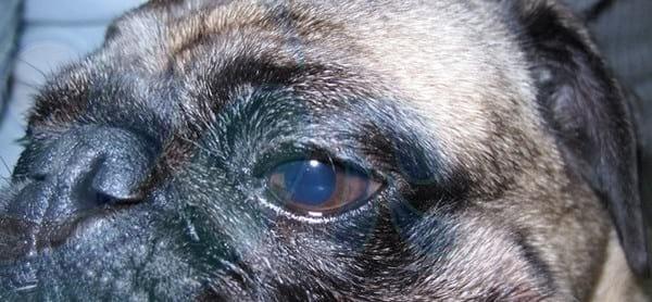Blefaroplastia Medial - Image 4