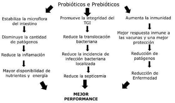 Ajustando Micro Flora Intestinal con Simbióticos – Una Herramienta Eficiente para Controlar la Disbiosis en Aves - Image 1