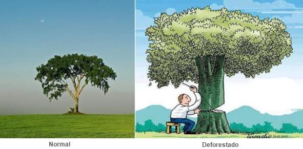 Bosques Naturales  Multipropósito, Proyectos de Factibilidad Económica - Image 10