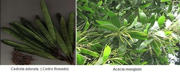 Bosques Naturales  Multipropósito, Proyectos de Factibilidad Económica - Image 8