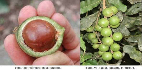 Bosques Naturales  Multipropósito, Proyectos de Factibilidad Económica - Image 2