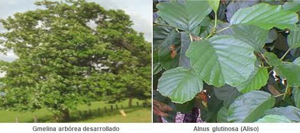 Bosques Naturales  Multipropósito, Proyectos de Factibilidad Económica - Image 6