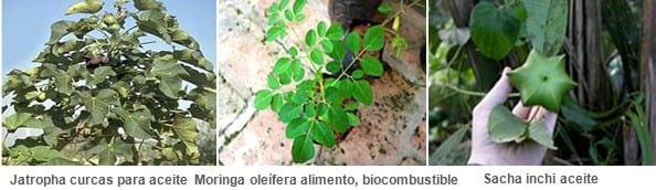 Bosques Naturales  Multipropósito, Proyectos de Factibilidad Económica - Image 7