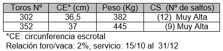 Preñez en vacas y vaquillonas mediante servicio natural con toros para carne de baja y alta capacidad de servicio - Image 1
