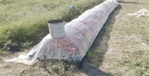 Comparación de diferentes modelos de aplicación de tecnologías en la producción de pimiento seco para pimentón (Capsicum annuum L.) en el área de riego de Santiago del Estero, Argentina - Image 13