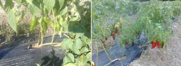 Comparación de diferentes modelos de aplicación de tecnologías en la producción de pimiento seco para pimentón (Capsicum annuum L.) en el área de riego de Santiago del Estero, Argentina - Image 15