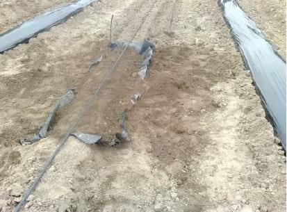 Comparación de diferentes modelos de aplicación de tecnologías en la producción de pimiento seco para pimentón (Capsicum annuum L.) en el área de riego de Santiago del Estero, Argentina - Image 6