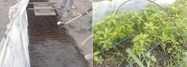 Comparación de diferentes modelos de aplicación de tecnologías en la producción de pimiento seco para pimentón (Capsicum annuum L.) en el área de riego de Santiago del Estero, Argentina - Image 7