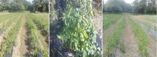 Comparación de diferentes modelos de aplicación de tecnologías en la producción de pimiento seco para pimentón (Capsicum annuum L.) en el área de riego de Santiago del Estero, Argentina - Image 14