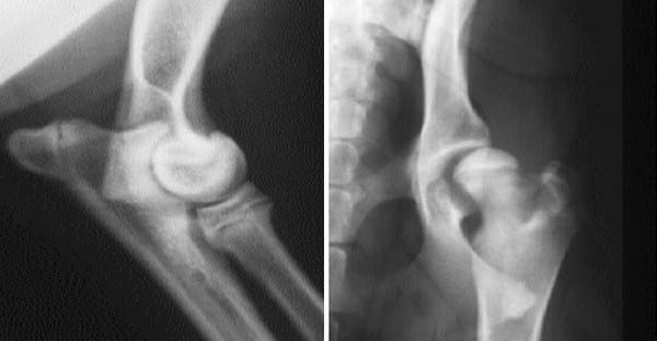 Tratamiento de la osteoartrosis en pequeños animales - Image 1