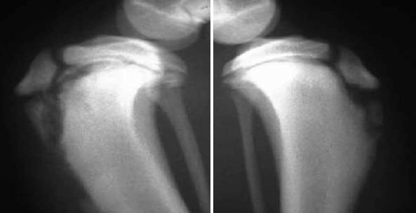 Enfermedad de Osgood-Schlatter en caninos - Image 1