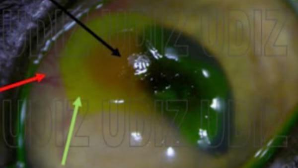 Secuestro Corneal Felino - Image 3