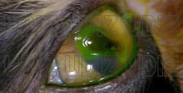 Secuestro Corneal Felino - Image 1