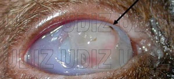 Secuestro Corneal Felino - Image 6