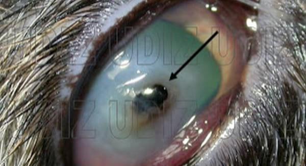 Secuestro Corneal Felino - Image 2