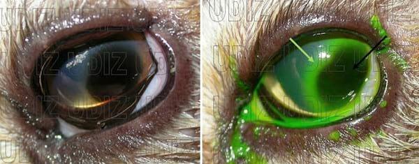 Secuestro Corneal Felino - Image 5