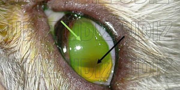 Secuestro Corneal Felino - Image 4