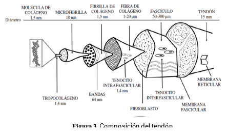 Tendinopatías del tendón flexor digital superficial: diagnóstico y tratamientos - Image 3