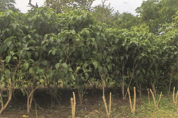 El nacedero (Trichanthera gigantea), un arbol forrajero adaptable al trópico de guatemala - Image 2